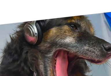 KNALLKREBS, KUCKUCK & CO