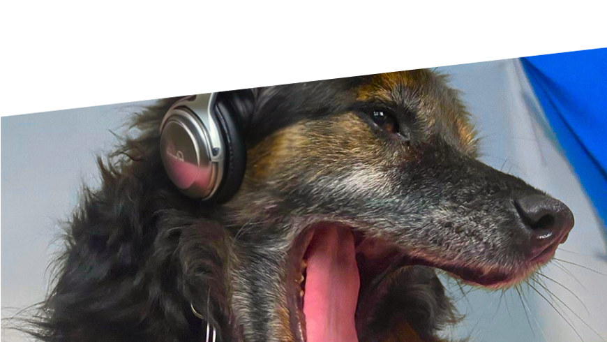 KNALLKREBS, KUCKUCK & CO